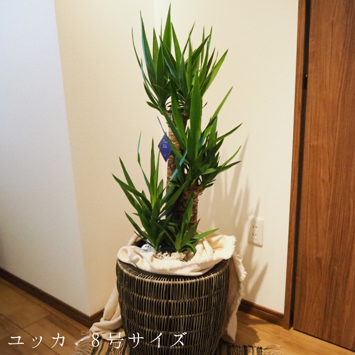 ユッカ 8号数サイズ 8分厘 鉢植え 貨物輸送無料 薫る花 観葉植物 小意気 内装緑であること 大型 中型 カゴ侍者 ユッカ 数量さ大凡95 1cm Eyfel Sa Com