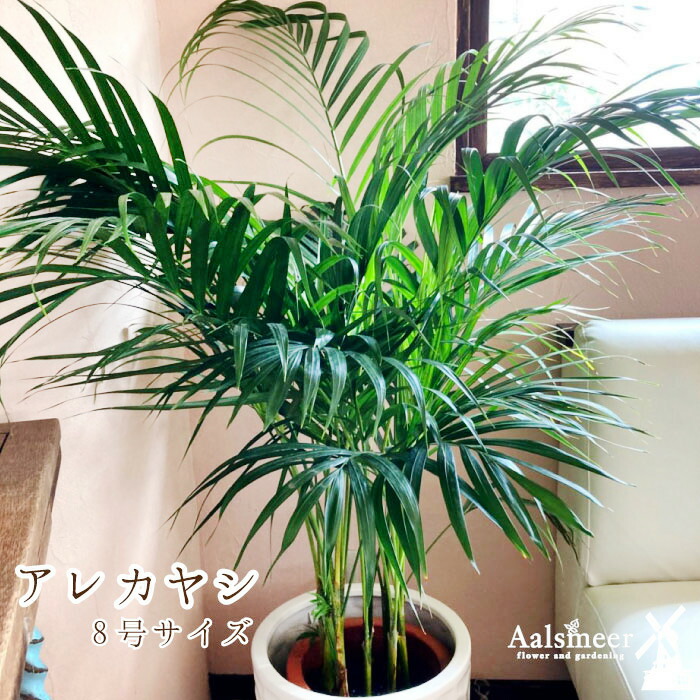 お中元 観葉植物 アレカヤシ 8寸 8号鉢 観葉植物 中型 おしゃれ インテリア ギフト 祝い 開店 誕生日 新築 プレゼント ラッピング 御中元 Educaps Com Br