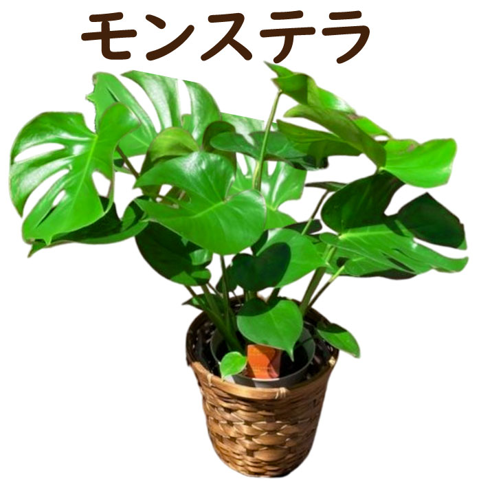 観葉植物　モンステラ　斑入り　6号鉢　約70cm　1