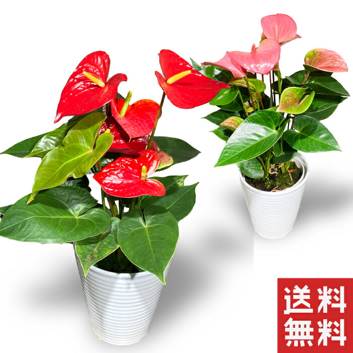 楽天市場 アンスリウム アンスリューム 5号 5寸 ５号鉢 選べる種類 鉢 生花 鉢植え 送料無料 カーネーション 贈り物 21年 送料無料 フラワーアルスメール lsmeer