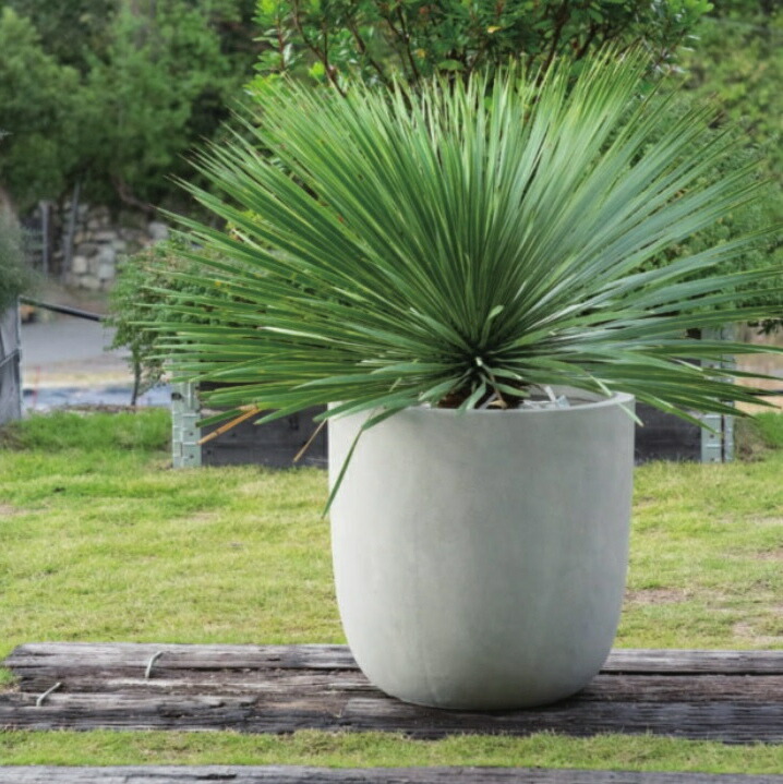 植木鉢 おしゃれ 大型 エイリアスラウンド (2色)＜ 11号 14号 35cm 43cm ファイバークレイ セメント 白 黒 グレー 穴あり コンクリート ホワイト ブラック 軽量 軽い プランター 鉢 鉢カバー 室内 屋外 植え替え 鉢植え 園芸 観葉植物 多肉植物 塊根植物 サボテン 花 ＞