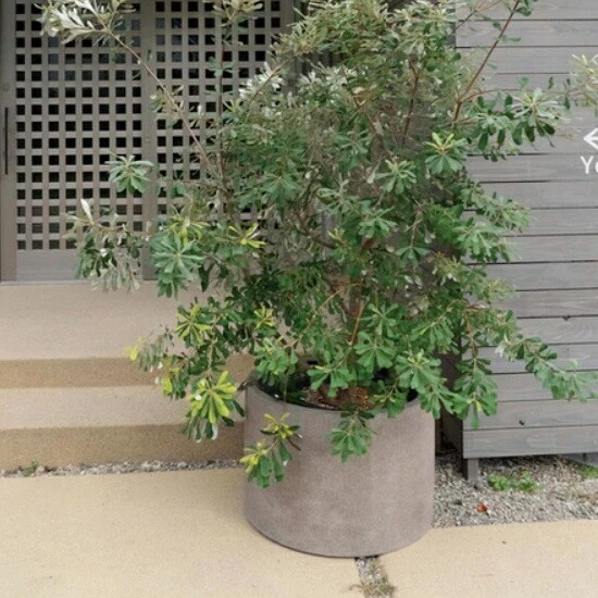植木鉢 おしゃれ 大型 軽い グラナイトローシリンダー(2サイズ)＜ 20号 26.5号 60cm 80cm FRP 底穴あり グレー 繊維強化 プラスチック 浅鉢 浅い 軽量 プランター 特大 中型 円形 鉢 ガーデニング 屋外 室内 鉢植え 寄せ植え 園芸 観葉植物 サボテン 多肉植物 塊根植物 花 ＞