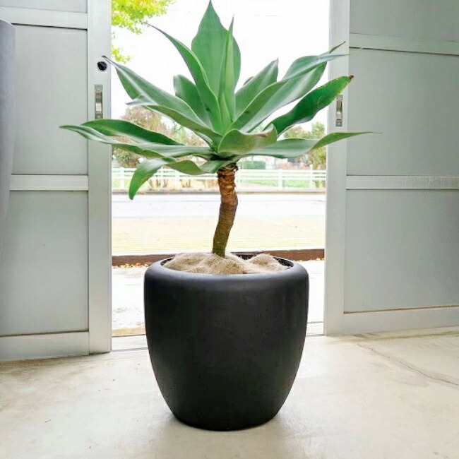 植木鉢 おしゃれ 軽い カンサラ(2色)< 10.5号 14号 32cm 43cm FRP 底穴あり 白 黒 繊維強化 プラスチック ホワイト ブラック 軽量 可愛い プランター 大型 中型 鉢 ガーデニング 屋外 室内 鉢植え 寄せ植え 園芸 観葉植物 サボテン 多肉植物 塊根植物 花 >|植木鉢・プランター専門店アールデ