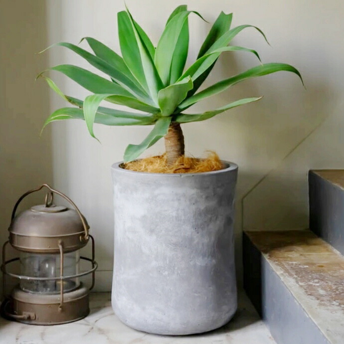 植木鉢 おしゃれ 大型 バスクミドル (2色)＜ 12号 14号 37cm 44cm ファイバークレイ 穴あり セメント 白 グレー 縦長 深鉢 背の高い 軽量 軽い プランター 鉢 鉢カバー 特大 大きめ ガーデニング 屋外 室内 植え替え 鉢植え 園芸 観葉植物 多肉植物 塊根植物 サボテン ＞