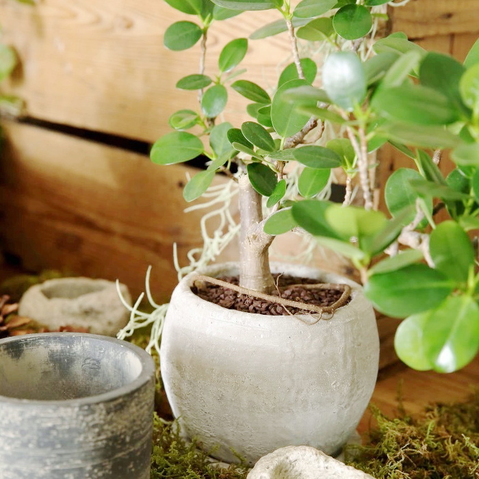 楽天市場】植木鉢 おしゃれ 陶器鉢 オストキューブS＜ 11cm 白 マット 