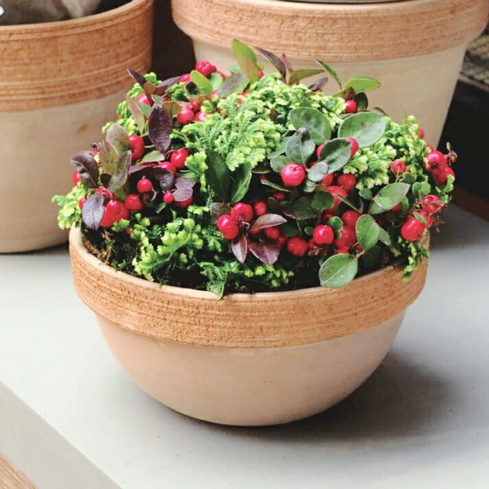 楽天市場】イタリア製 プランター トリノ φ60cm H23cm 20号相当 浅鉢