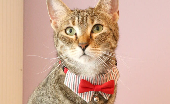 ●【メール便1個・ネコポス2個OK】【アモワークス】Cat Amo.k おめかしネクタイ カラー S・Mサイズ 猫用(レッド・ブルー) ●【メール便1個・ネコポス2個OK】【アモワークス】Cat Amo.k おめかしネクタイ カラー S・Mサイズ 猫用(レッド・ブルー)