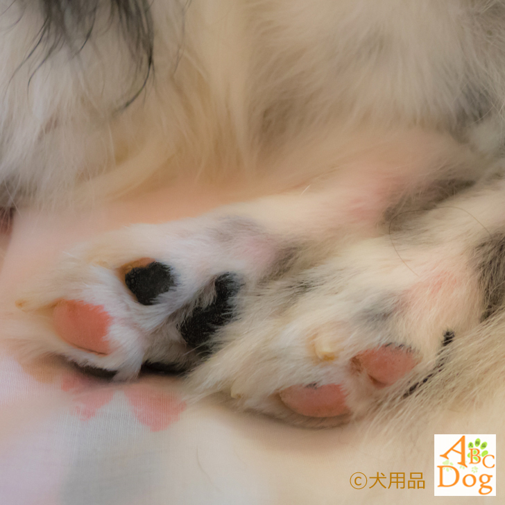 楽天市場 肉球ケアクリームスプレー 爪やすり 乾燥 ひび割れを起こした肉球を整え爪のケア 犬用品abcdog マジックゼオ販売店