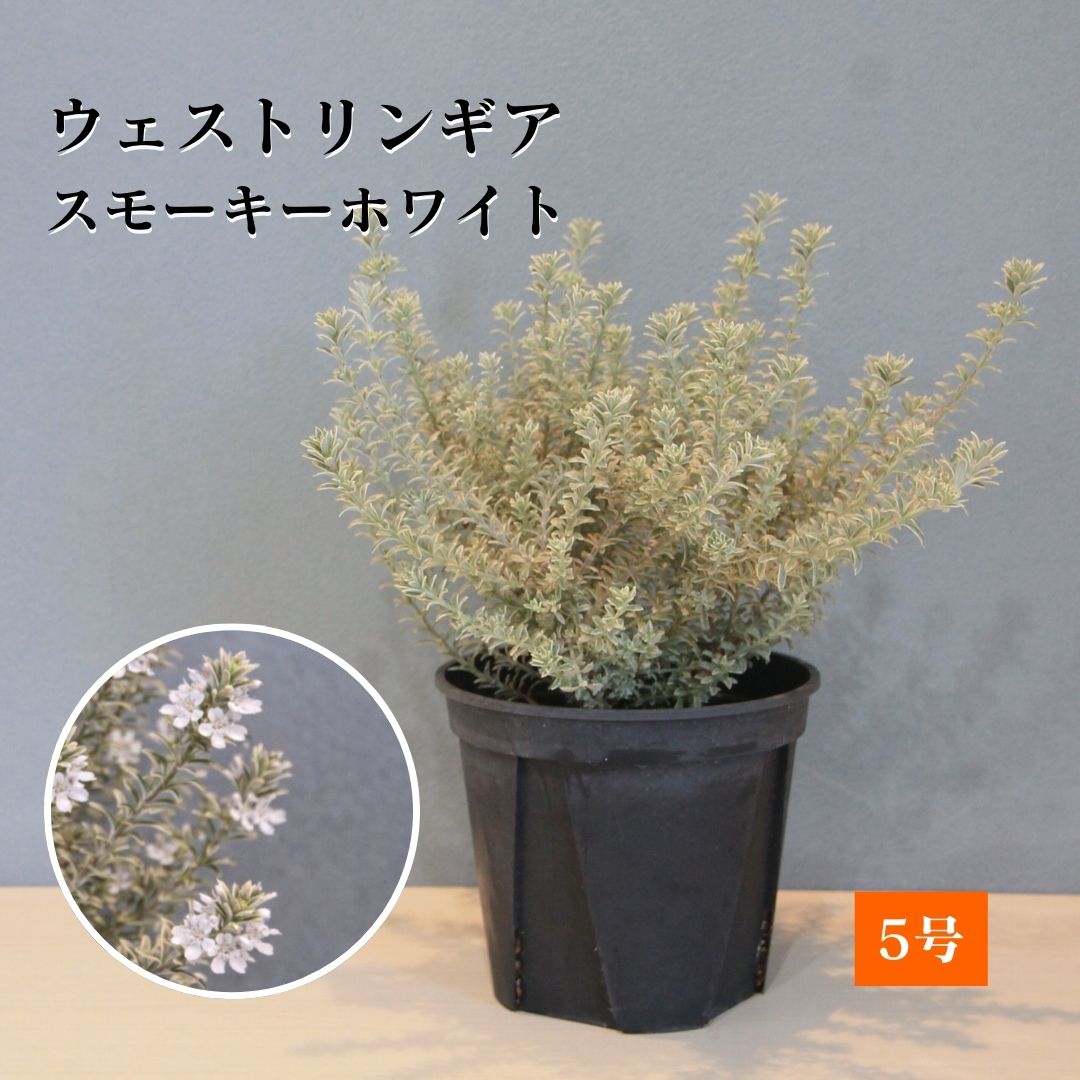 楽天市場】プロテア【アークティックアイス】1本立ち オージープランツ