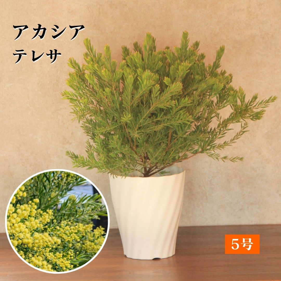 楽天市場】アカシア テレサ 5号鉢 送料無料 矮性種 庭木 苗木 花木