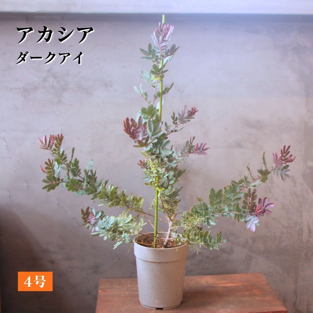 楽天市場】プロテア【アークティックアイス】1本立ち オージープランツ