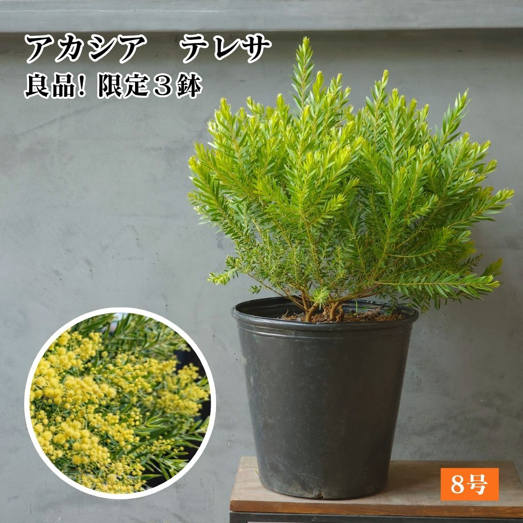 【良品★ 矮性品種 アカシア・テレサ 8号 】希少品種 小型 8寸 アカシアテレサ オージープランツ ネイティブプランツ 南半球植物 アカシアミモザ ネイティブフラワー 園芸 ガーデニング ミモザアカシア OGプランツ 鉢植え ドライフラワー｜ABC GARDENS