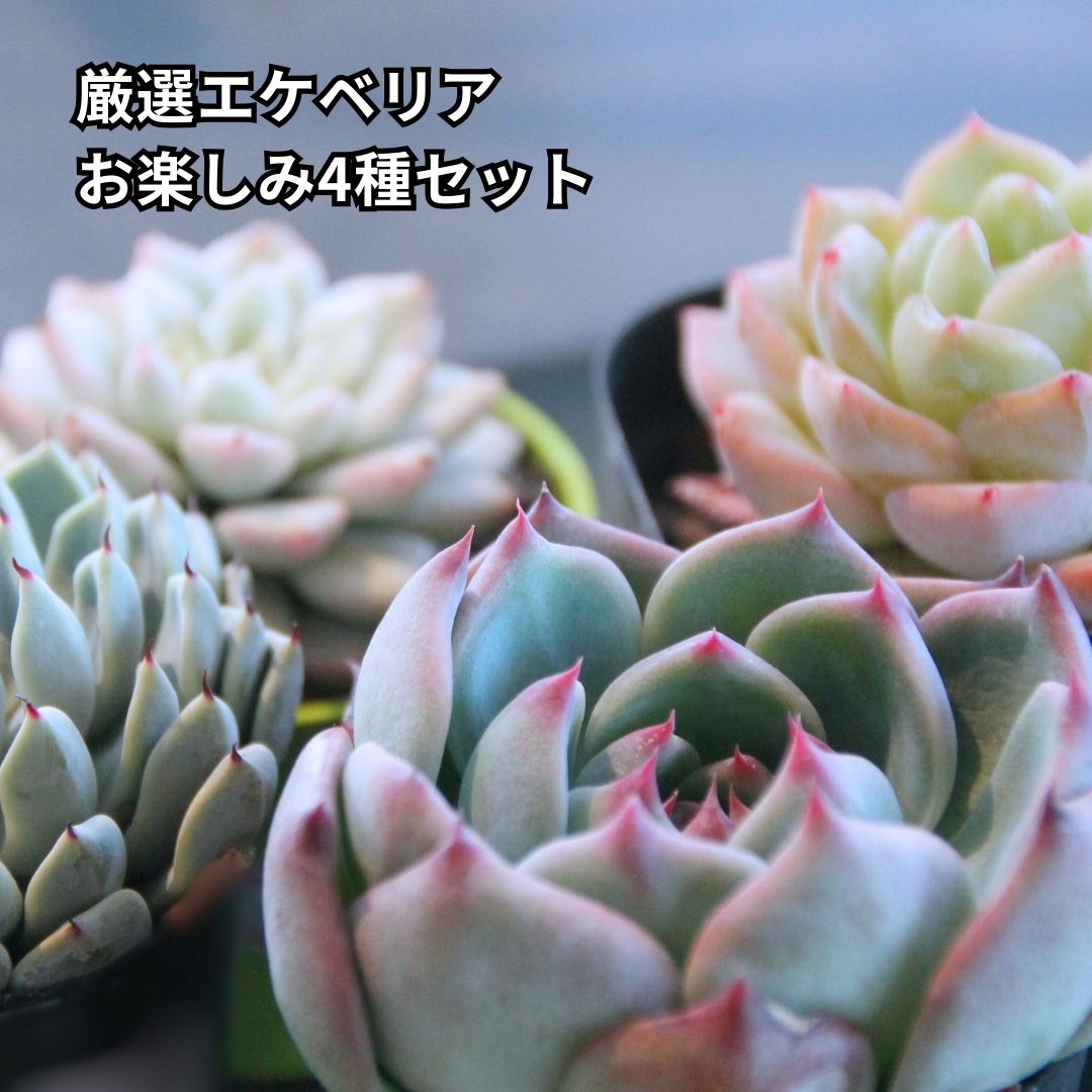 楽天市場】多肉植物 ちょっぴりレアなエケベリア おまかせ5個セット