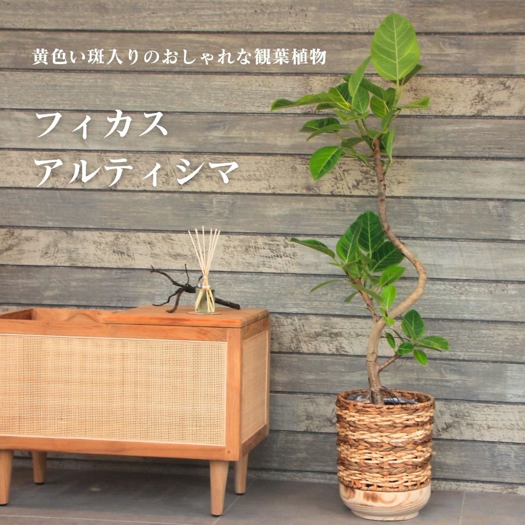 楽天市場】観葉植物 フィカス・アルテシーマ（曲げ） / 6寸・約W 50cm