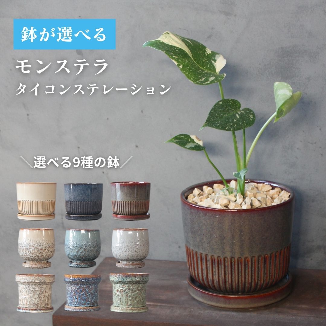 楽天市場】＼ポイント5倍／極上株 斑入り モンステラ デリシオーサ