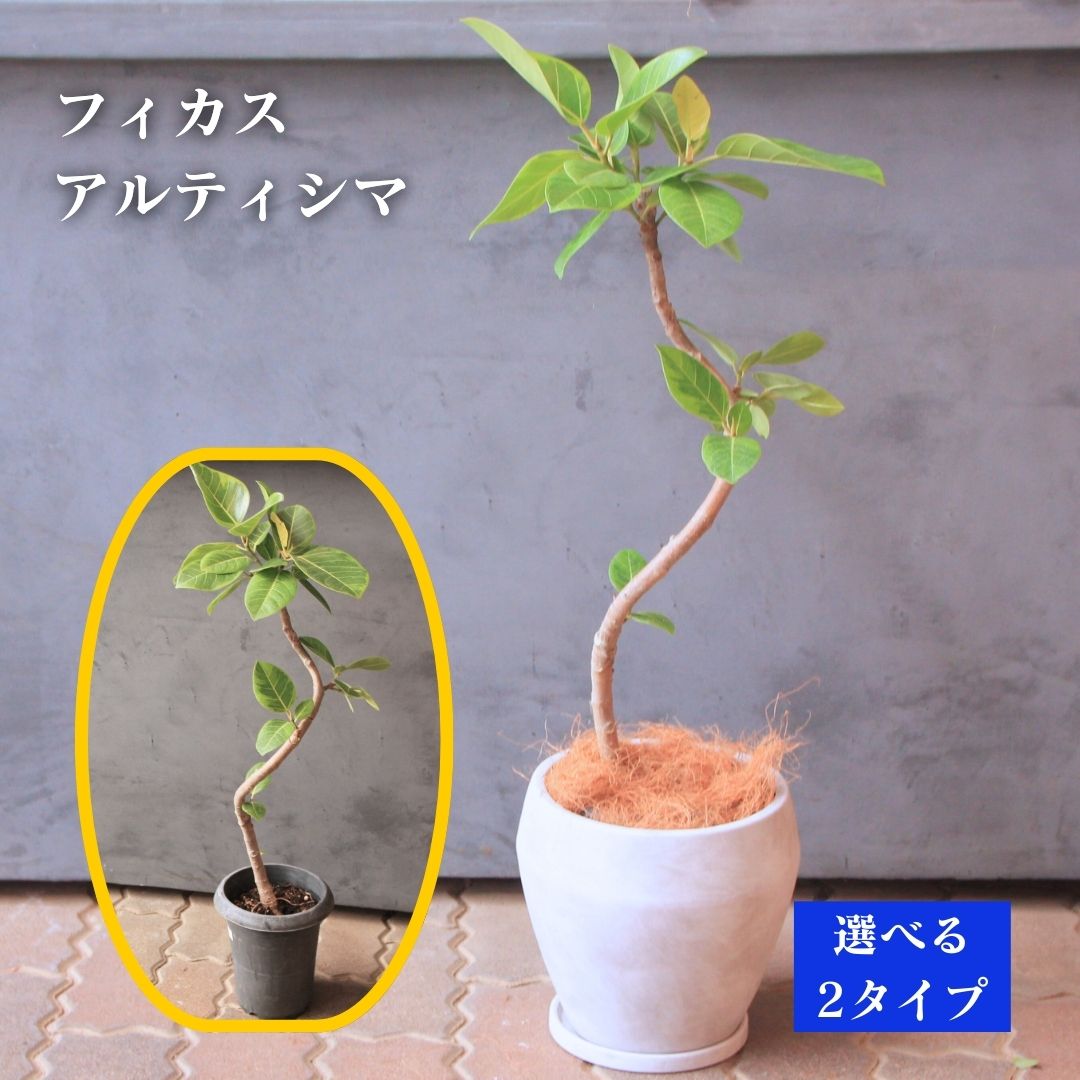 楽天市場】観葉植物 フィカス アルテシマ ゴムの木 7号鉢 アルテシーマ