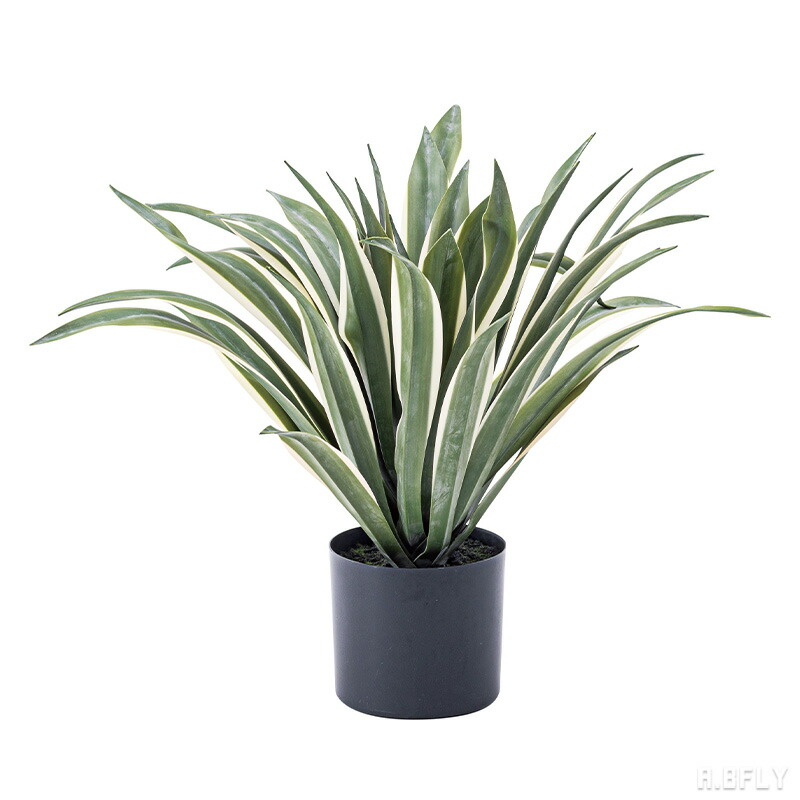 【SS最大限度8000円OFF】【高さ50糎 アガベ】人工観葉草木 フェイクグリーン 人工 観葉草木 緑であること 室内装飾 検査と修理飾り気の無い 水やり不必要 声遣い 昼御飯 リビング 部屋の入り口 臥し所 北欧口当たり 切り上げる品[LF]