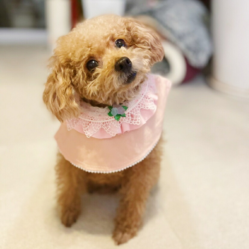 最大67 オフ Abiste アビステ 愛犬 愛猫用アクセサリー スモックスタイ モフモフファッショニスタ Mofumofu Fashionista ペット用品 Dog Pet サイズ調整可能 プレゼント キュート フォトジェニック ドッグスタイ Sferavisia Hr 最大67 オフ Abiste アビステ 愛犬 愛猫用アクセサリー スモックスタイ モフモフファッショニスタ Mofumofu Fashionista ペット用品 Dog Pet サイズ調整可能 プレゼント キュート フォトジェニック ドッグスタイ Sferavisia Hr