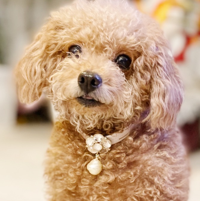 最新のデザイン P10倍 5 25 水 時 Abiste アビステ 愛犬 愛猫用アクセサリー フラワーパールクリック付きチョーカー モフモフ ファッショニスタ Mofumofu Fashionista ドッグチョーカー バロックパール キラキラ華やか ボリューム ペット用品 プレゼント 最新のデザイン P10倍 5 25 水 時 Abiste アビステ 愛犬 愛猫用アクセサリー フラワーパールクリック付きチョーカー モフモフ ファッショニスタ Mofumofu Fashionista ドッグチョーカー バロックパール キラキラ華やか ボリューム ペット用品 プレゼント