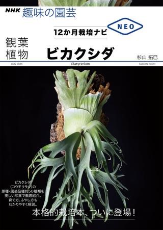 楽天市場】PLANCHU 一点もの 観葉植物 ビカクシダ アンゴレンセ
