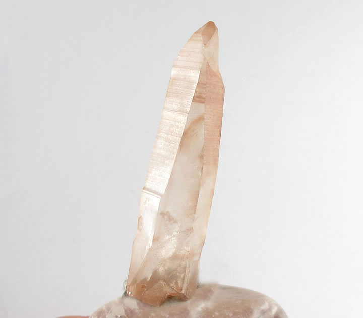 楽天市場】【ポイント5倍＆クーポン】ピンクレムリアンシード