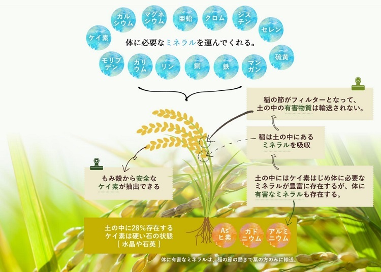 楽天市場 ライスシリカプレミアム 500ml シリカ濃縮液 水溶性ケイ素 植物性 ケイ素 ミネラル シリカ 美肌 骨密度 美髪 シリカ水 ケイ素水 ダイエット 健康 アクトコープ
