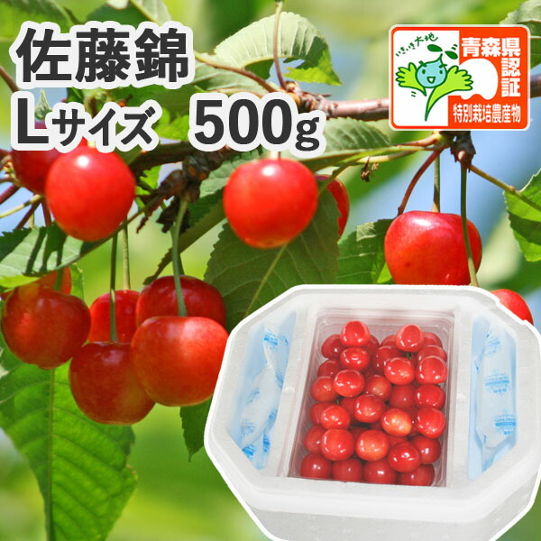 早期予約【※日付指定不可・送料無料・※冷蔵便有】青森県産 さくらんぼ 佐藤錦Ｌサイズ500ｇ（ハウス栽培/秀品/バラ詰/認証有）減農薬 低農薬 農薬削減 化学肥料不使用 特別栽培農産物認証 朝取り  贈答 夏ギフト【 発泡ケース入・配送地区限定】お中元短冊ラベル可