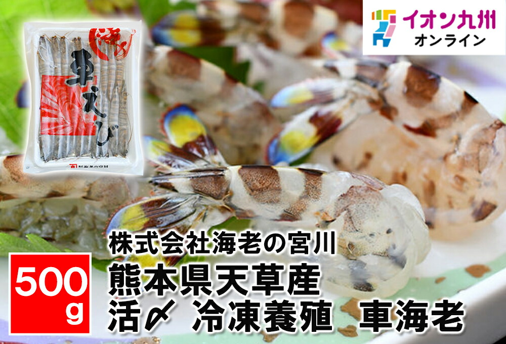 【最大500円OFFクーポン配布中♪5/23 20:00~5/27 9:59】 熊本県天草産　活〆　冷凍養殖　車海老（500g）