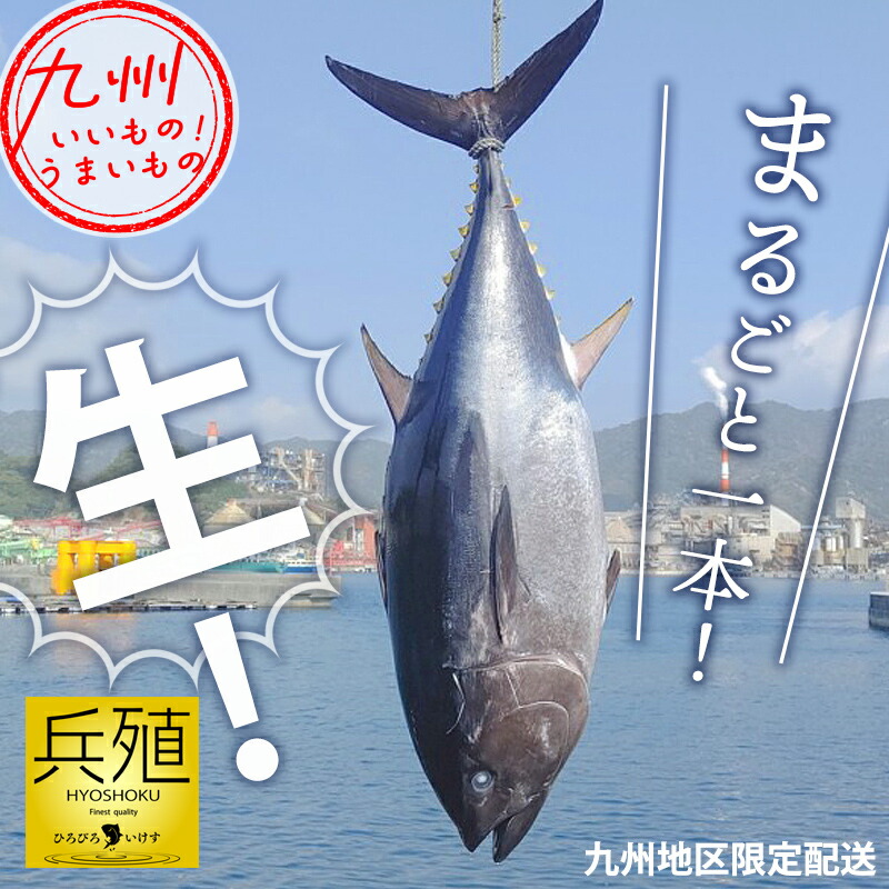 養殖本まぐろ（内臓処理済み） １本（約60kg） 兵殖