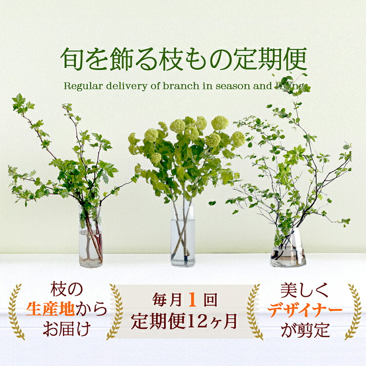 楽天市場】接木個体です 商品画像がイメージです 】アトラス