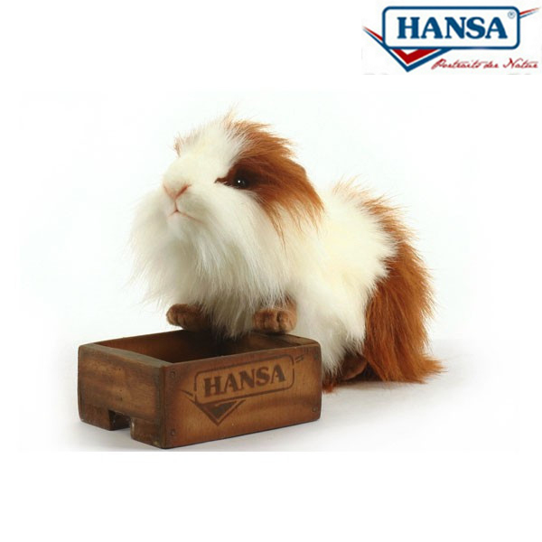 hansa guinea pig