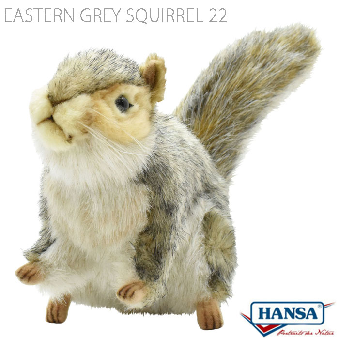 hansa squirrel