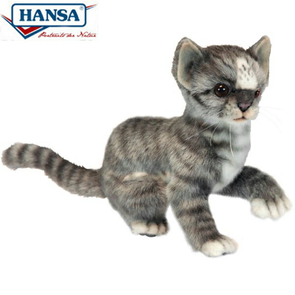 hansa cat