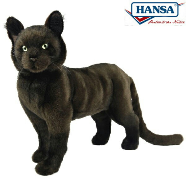 hansa cat