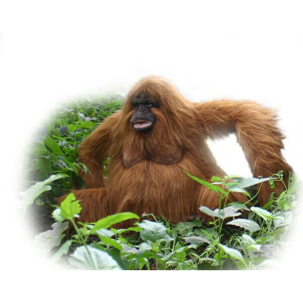 楽天市場】ケーセン ぬいぐるみ Kosen オランウータン 40cm Orangutan
