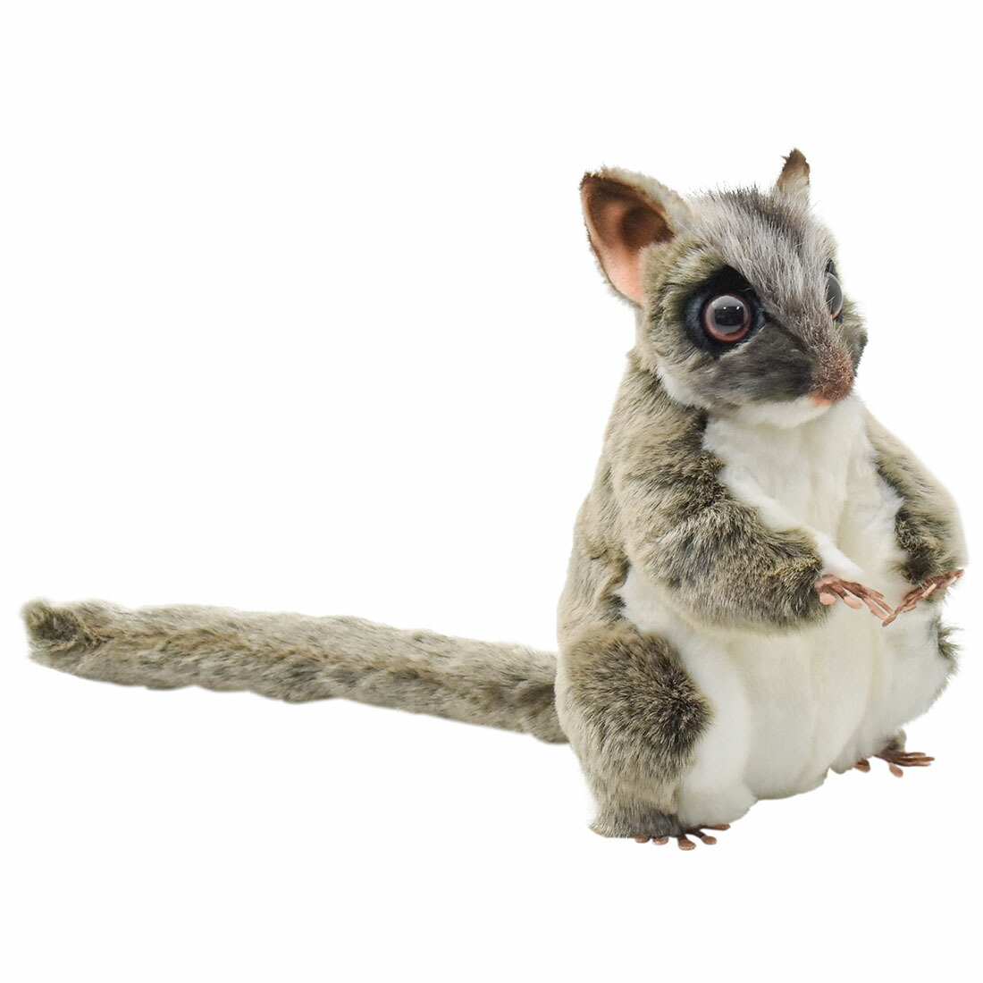 フクロモモンガ フクロモモンガ プラチナモザイクホワイトフェイス︎︎ ♀ 脱囊2