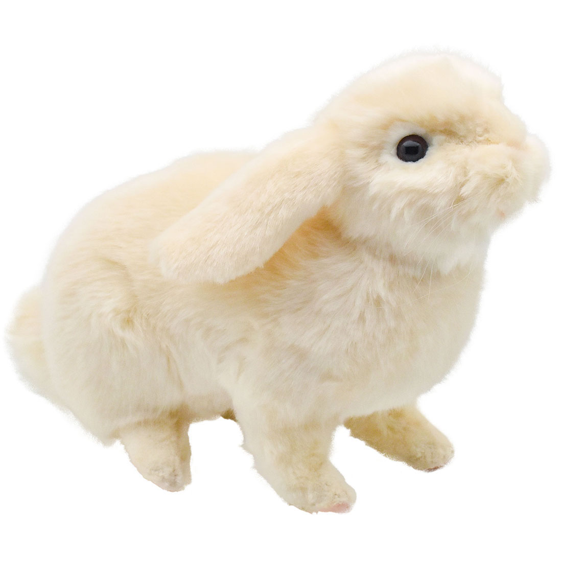 楽天市場】犬 うさぎ ホーランドロップ ( 白 ) ロップイヤー