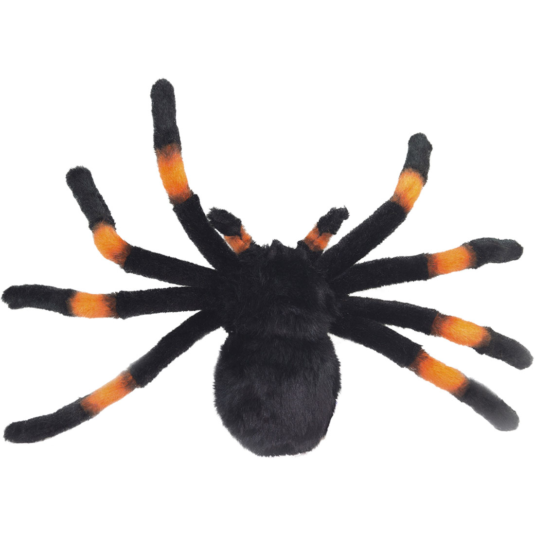 楽天市場】タランチュラ ケーセン KOSEN 22cm Aggi tarantula