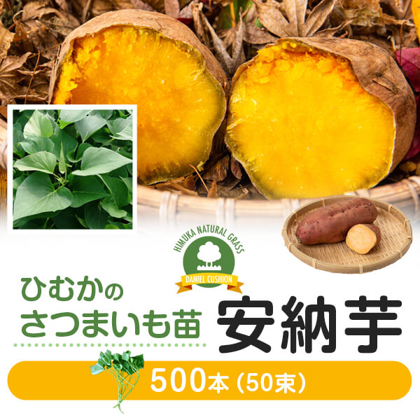 新品□送料無料□ 芋苗 500本 さつまいも サツマイモ 家庭菜園 農家用