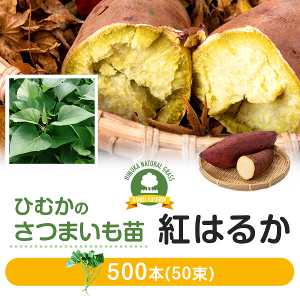 新品□送料無料□ 芋苗 500本 さつまいも サツマイモ 家庭菜園 農家用 高