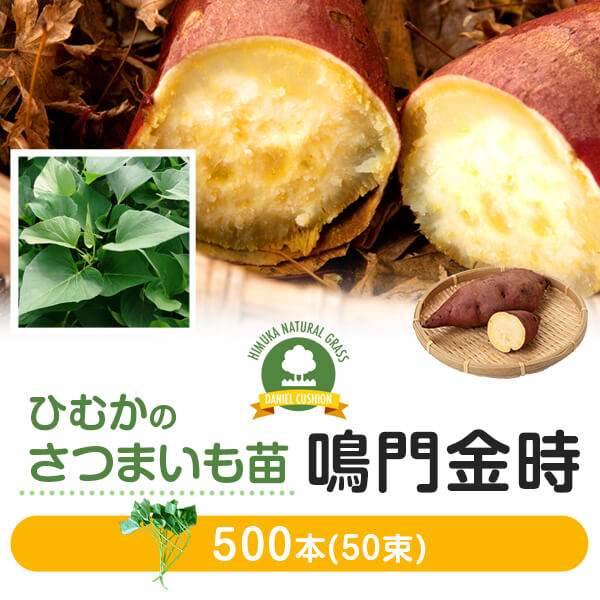 【サツマイモ苗】【さつま芋苗】【 鳴門金時】 500本 芋苗 なると金時 さつまいも サツマイモ 苗 野菜苗 家庭菜園 農業用 業務用 産地直送 宮崎県産 【※出荷予定日をお選びください】