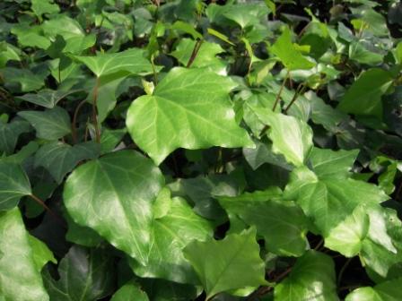 ヘデラ カナリエンシス Barlo Com Br