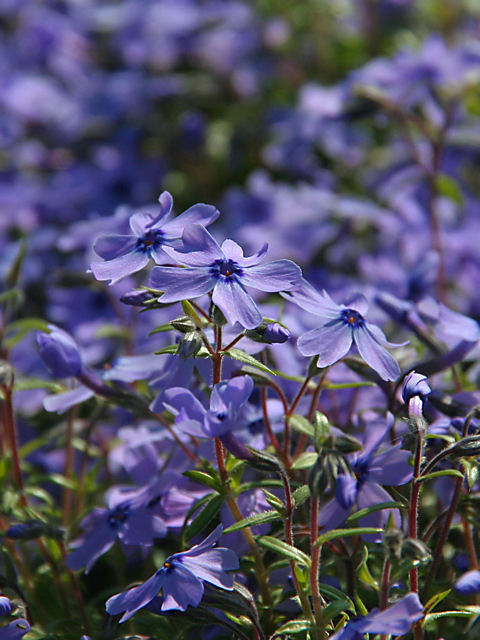 楽天市場 芝桜 シバザクラ 紫 オーキントンブルーアイ 25ｐ アグリショップひむか