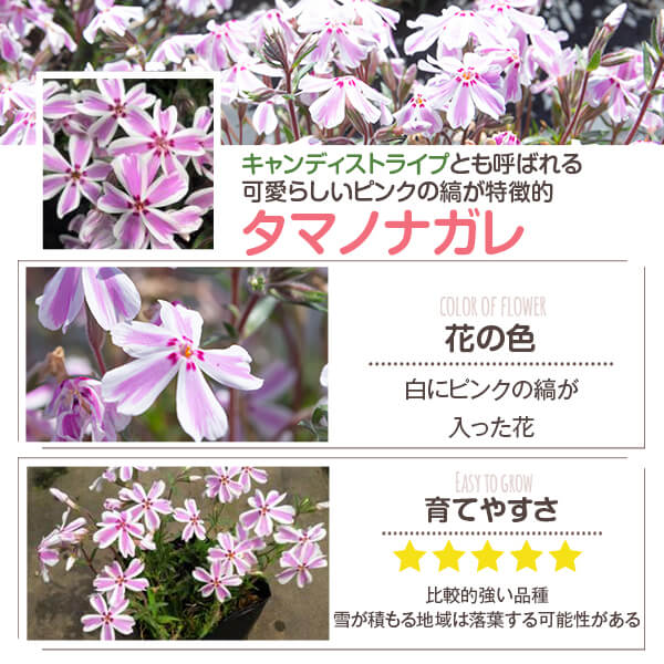 芝桜 シバザクラ タマノナガレ 100ポット 花 芝 苗 家庭用 業務用 多年草 ピンク 白 縞模様 ストライプ ガーデニング ガーデン Diy 農業 かわいい 綺麗 宮崎県 送料無料 Deerfieldtwpportage Com