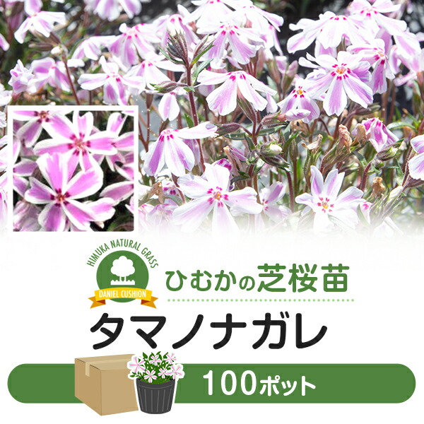芝ばら色 シバザクラ タマノナガレ 100ポット 御花 芝 苗 家門用途 タスク用 多年草 薄紅 白色 縞飾 縞 ガーデニング 園 Diy 耕作 貴重 快い 宮崎県 貨物輸送無料 Loadedcafe Com 芝ばら色 シバザクラ タマノナガレ 100ポット 御花 芝 苗 家門用途 タスク用 多年草 薄紅 白色 縞飾 縞 ガーデニング 園 Diy 耕作 貴重 快い 宮崎県 貨物輸送無料 Loadedcafe Com