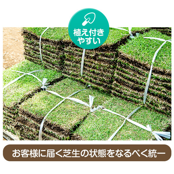 1平米 天然芝 芝生 芝 ガーデニング 宮崎産 高品質(ただし 北海道 沖縄 離島 を除く) ガーデニング・農業