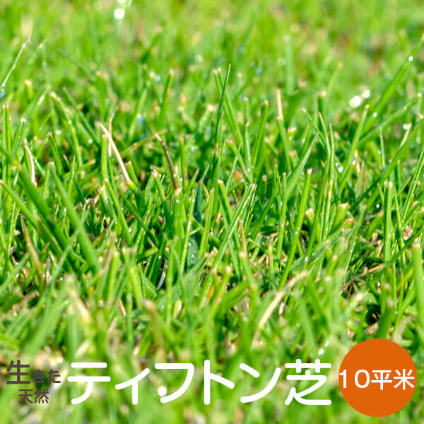 SALE／98%OFF】 50平米 天然芝 芝生 芝 ガーデニング 宮崎産 高品質 ただし