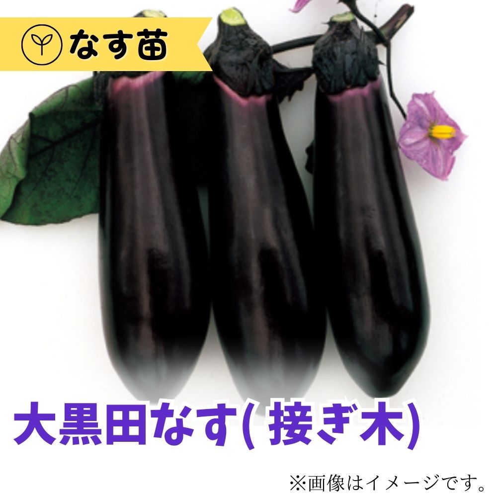 楽天市場】縞むらさきナス 接木苗 9ｾﾝﾁﾎﾟｯﾄ メーカー丸種 作りやすい