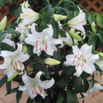 オリエンタルユリ球根 カサブランカ 1球 純白の巨大輪