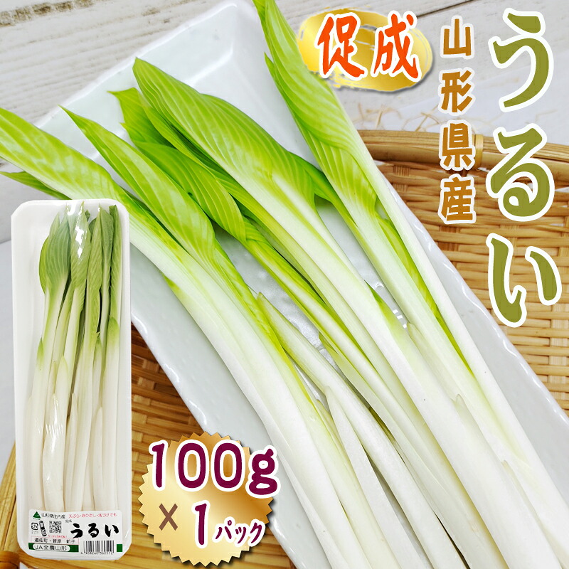 【楽天市場】山形県産 促成 山菜 うるい 100g 1パック 送料無料 クール便 [促成うるい 100g]：東北の農産特産品アグリパートナー